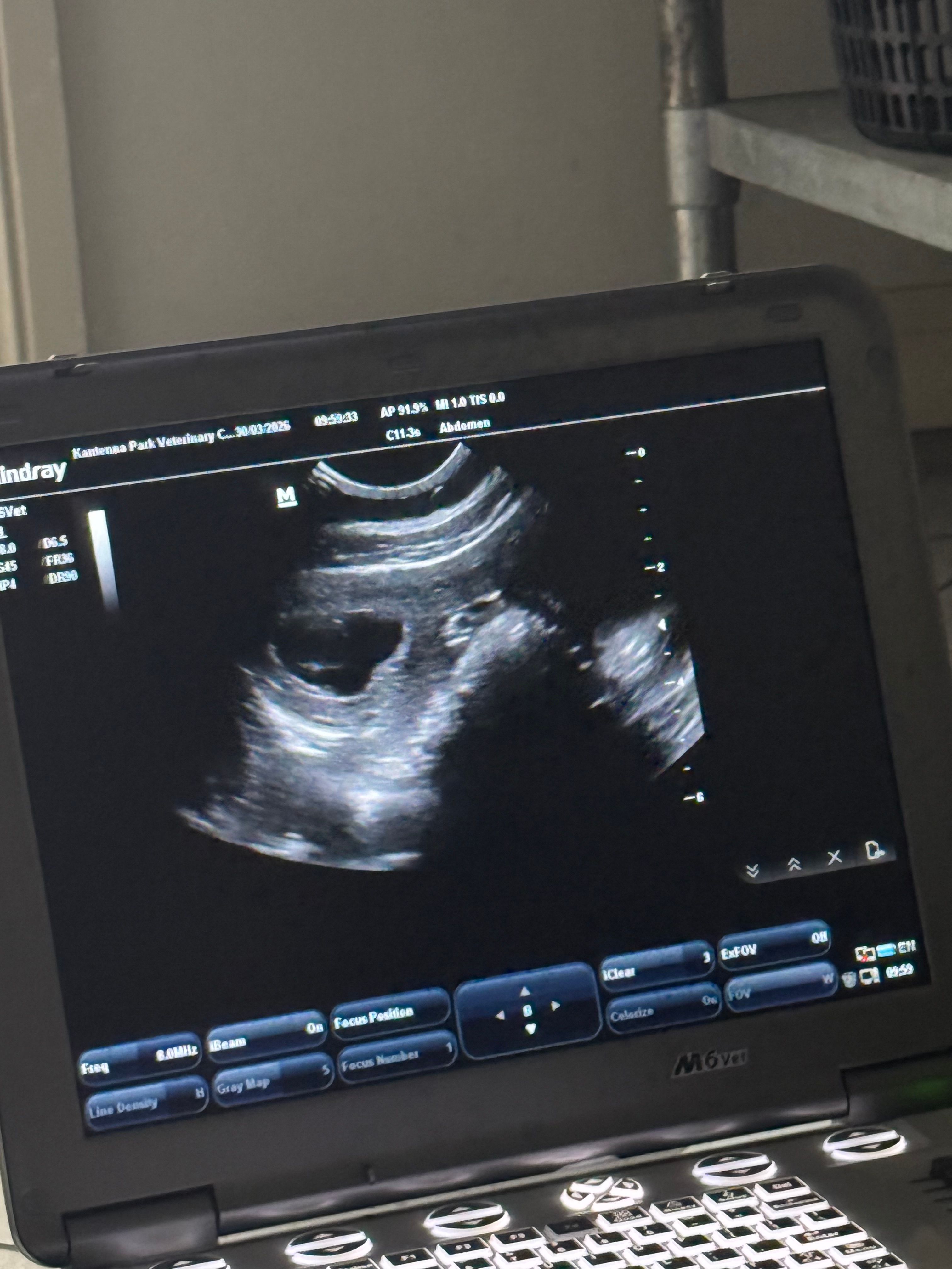 Bernedoodle puppies are on there way, pregnancy confirmed