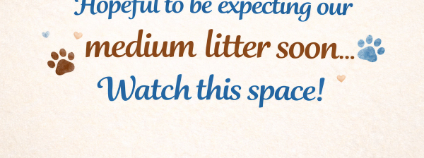 Text on a textured background says: "Hopeful to be expecting our medium litter soon... Watch this space!", decorated with small hearts and paw prints.