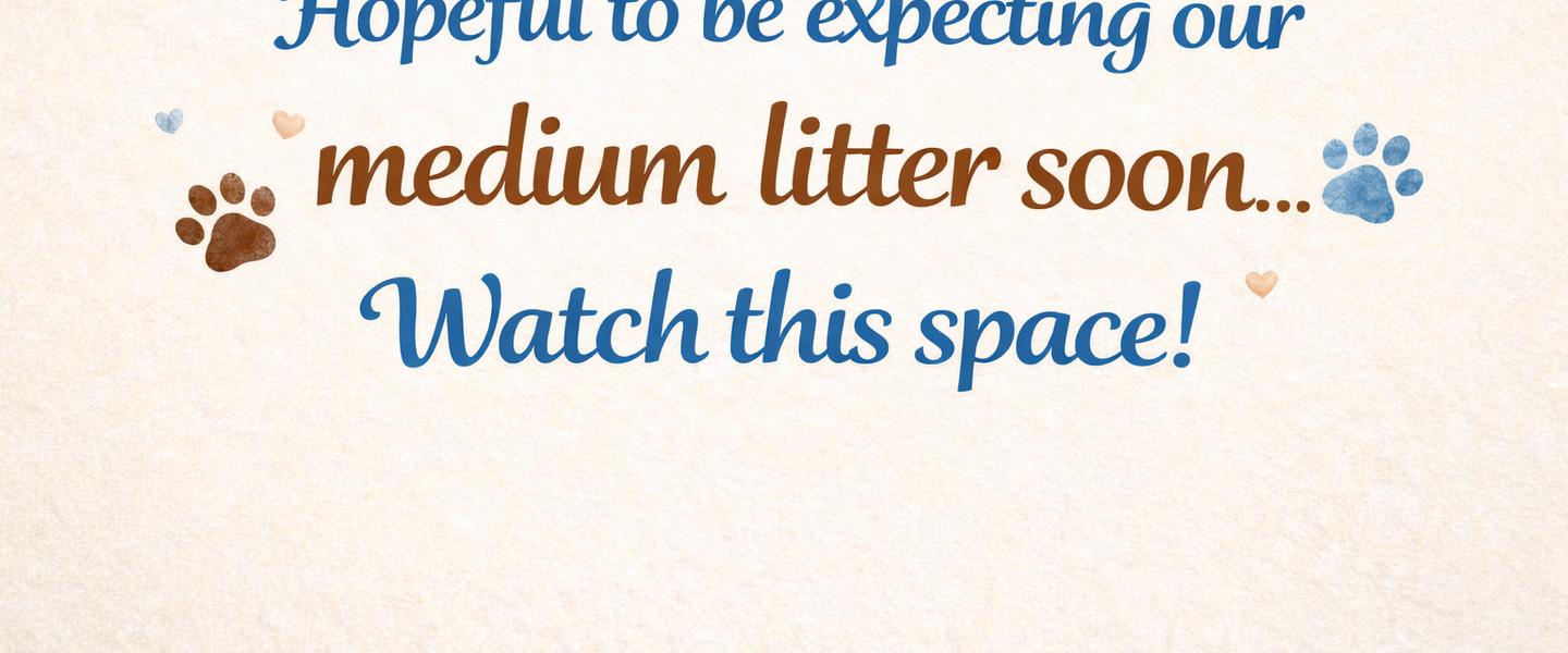 Text on a textured background says: "Hopeful to be expecting our medium litter soon... Watch this space!", decorated with small hearts and paw prints.