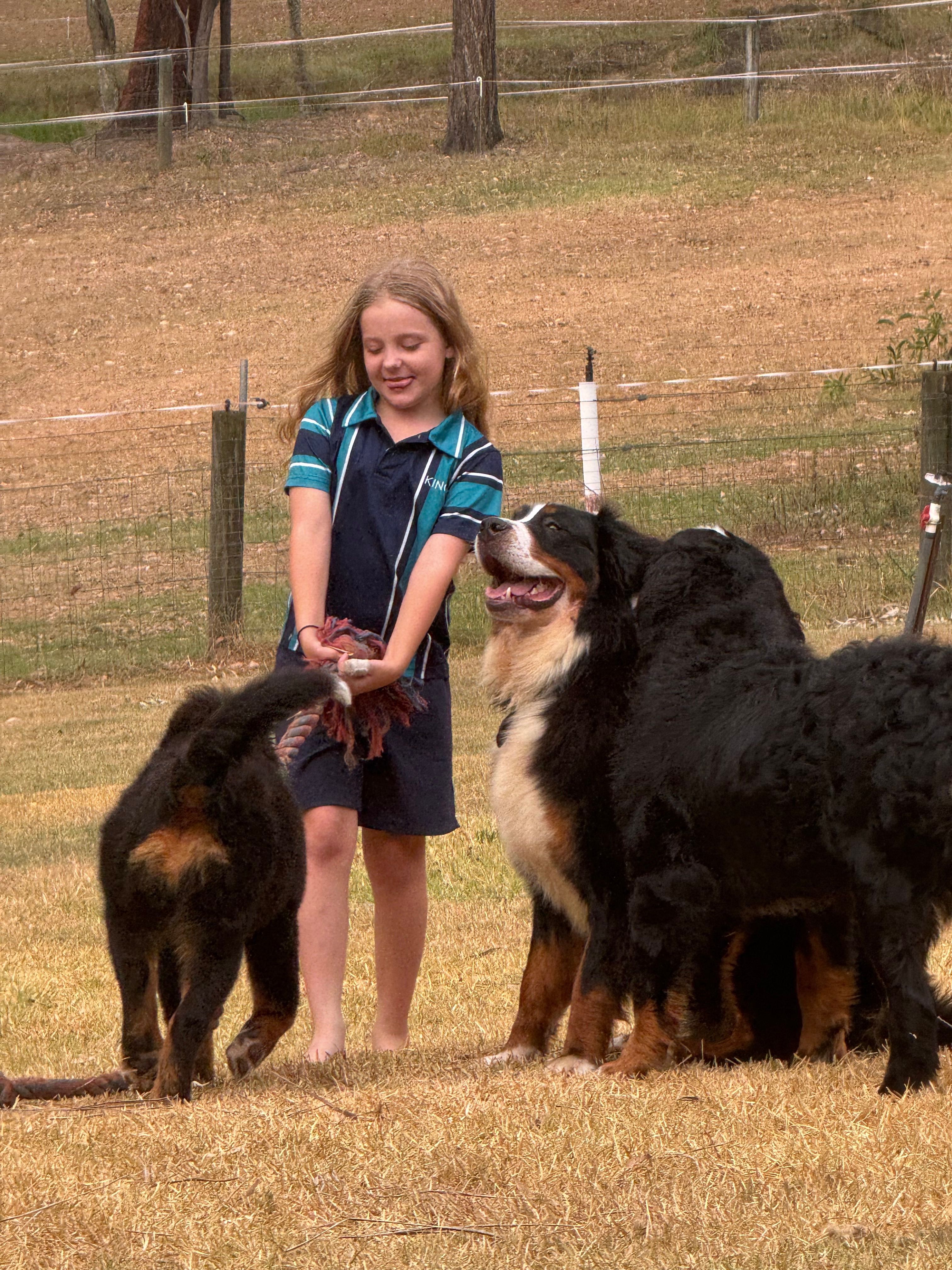 Are bernedoodles good with children?