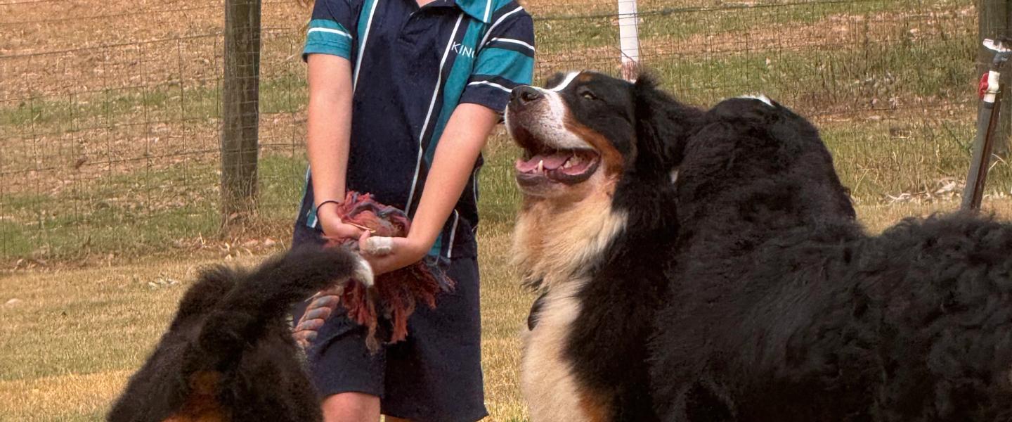Are bernedoodles good with children?