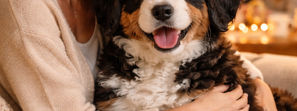Bernedoodles are more than dogs — they become family. Discover how our Bernedoodles change lives and why families across Australia choose Beary Cute Bernedoodles in Queensland.