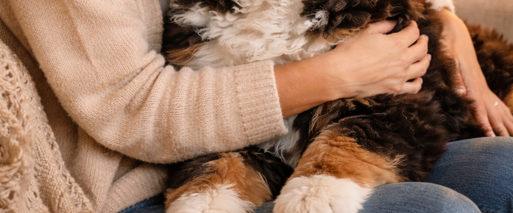 Bernedoodles are more than dogs — they become family. Discover how our Bernedoodles change lives and why families across Australia choose Beary Cute Bernedoodles in Queensland.