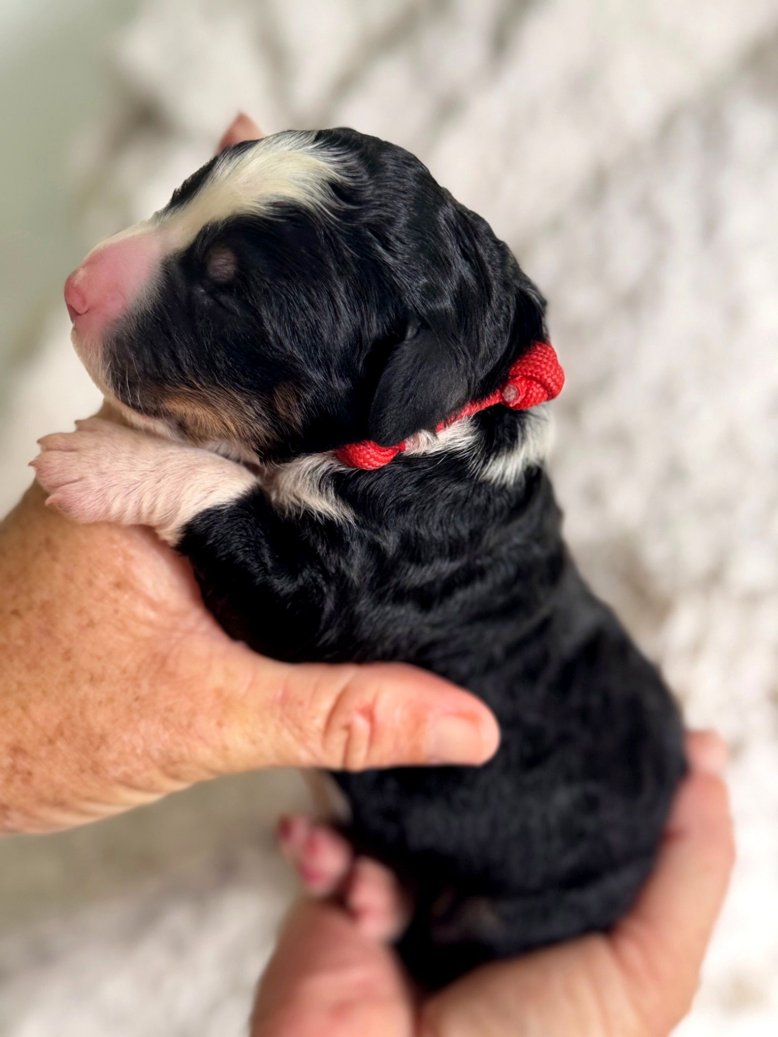 Tri bernedoodle looking for forever home, brisbane, Queensland 