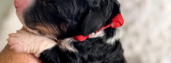 Tri bernedoodle looking for forever home, brisbane, Queensland