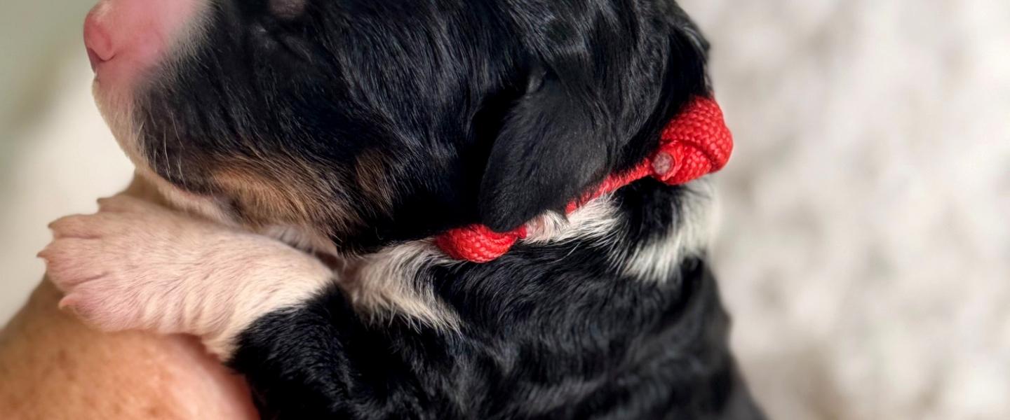 Tri bernedoodle looking for forever home, brisbane, Queensland