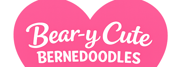 Bernedoodles, ethical breeder, bernedoodle puppies