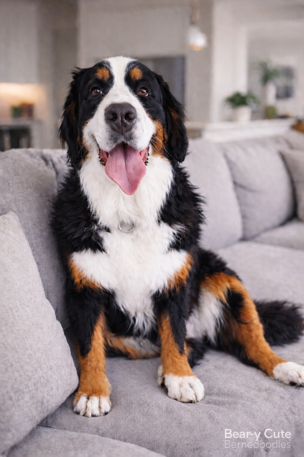 Bernedoodle breeder Australia Mini Bernedoodle Australia Teddy Bear Bernedoodle Bernedoodle puppies Australia Bernedoodle Brisbane Bernedoodle Queensland