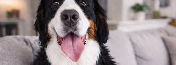 Bernedoodle breeder Australia Mini Bernedoodle Australia Teddy Bear Bernedoodle Bernedoodle puppies Australia Bernedoodle Brisbane Bernedoodle Queensland