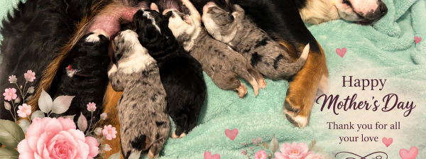 Mother’s Day at Bear-y Cute Bernedoodles- celebrating our mums