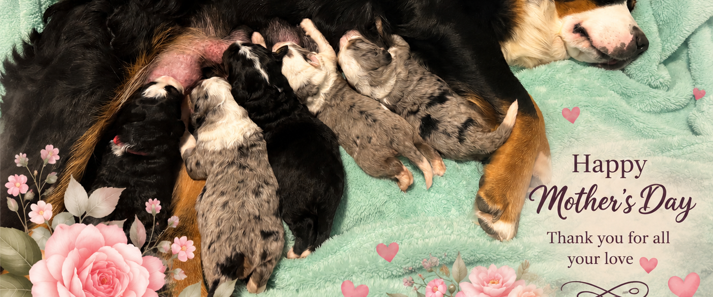 Mother’s Day at Bear-y Cute Bernedoodles- celebrating our mums