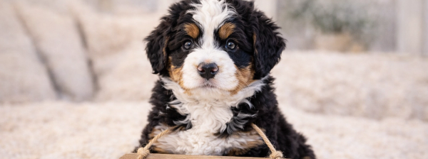 A tri-color Bernedoodle puppy holds a wooden sign that reads "Worth the Wait. Bear-y Cute Bernedoodles."
