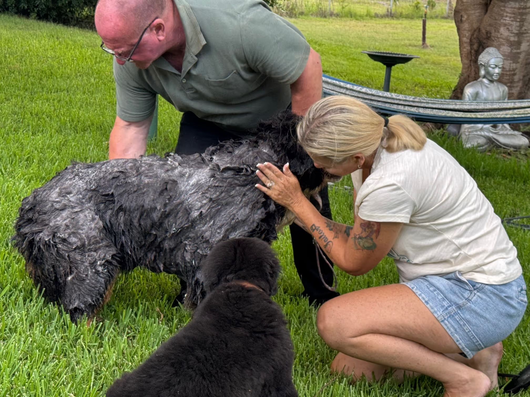 Bernedoodle Puppies Queensland: How to Find the Perfect Puppy for Your Family