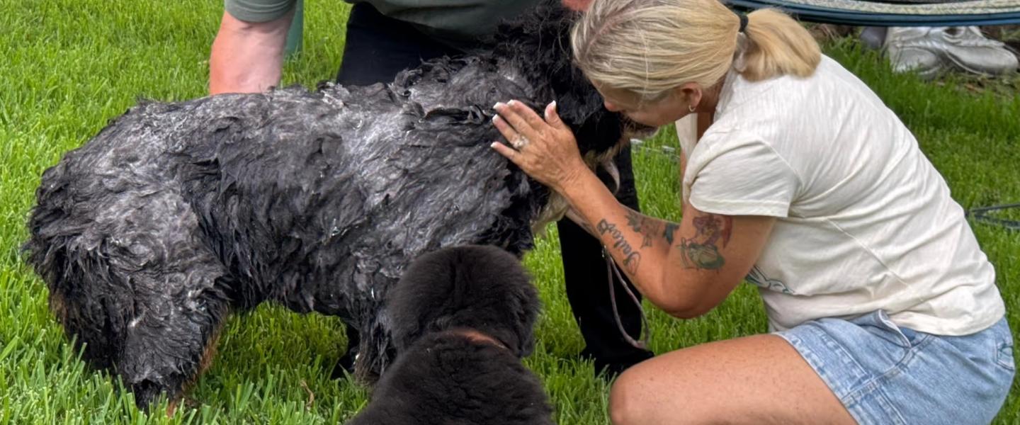 Bernedoodle Puppies Queensland: How to Find the Perfect Puppy for Your Family