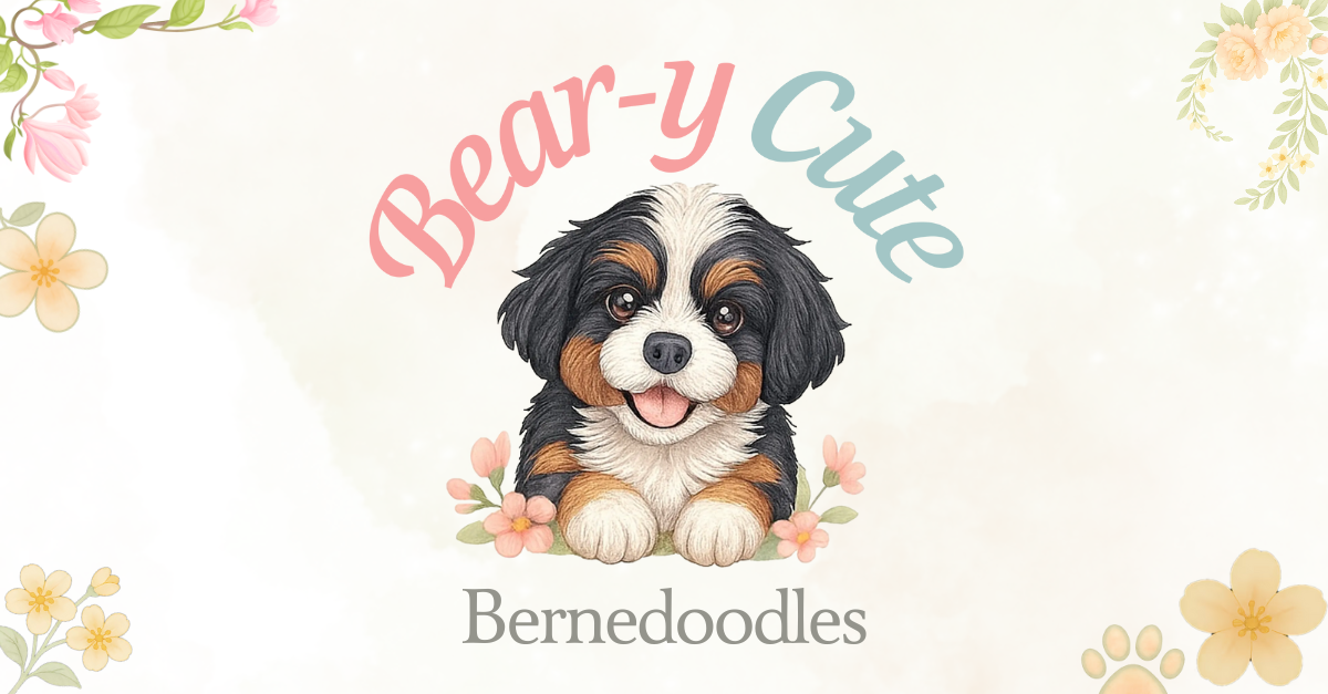 Blogs – Bear-y Cute Bernedoodles | Brisbane Bernedoodle Breeders