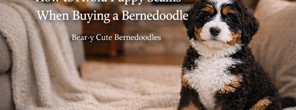A Bernedoodle puppy sits on a rug, with text: "Knowledge is Power: How to Avoid Puppy Scams When Buying a Bernedoodle."