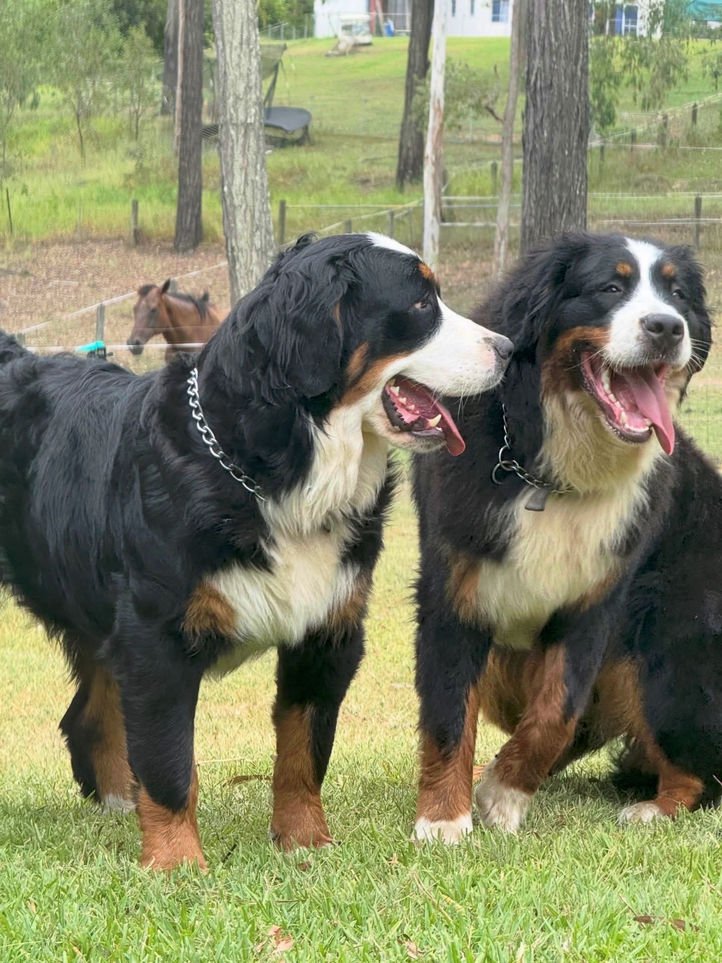 Two Bernese Mountain Dogs panting on green grass, with a horse in the background.