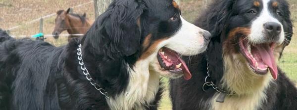 Two Bernese Mountain Dogs panting on green grass, with a horse in the background.