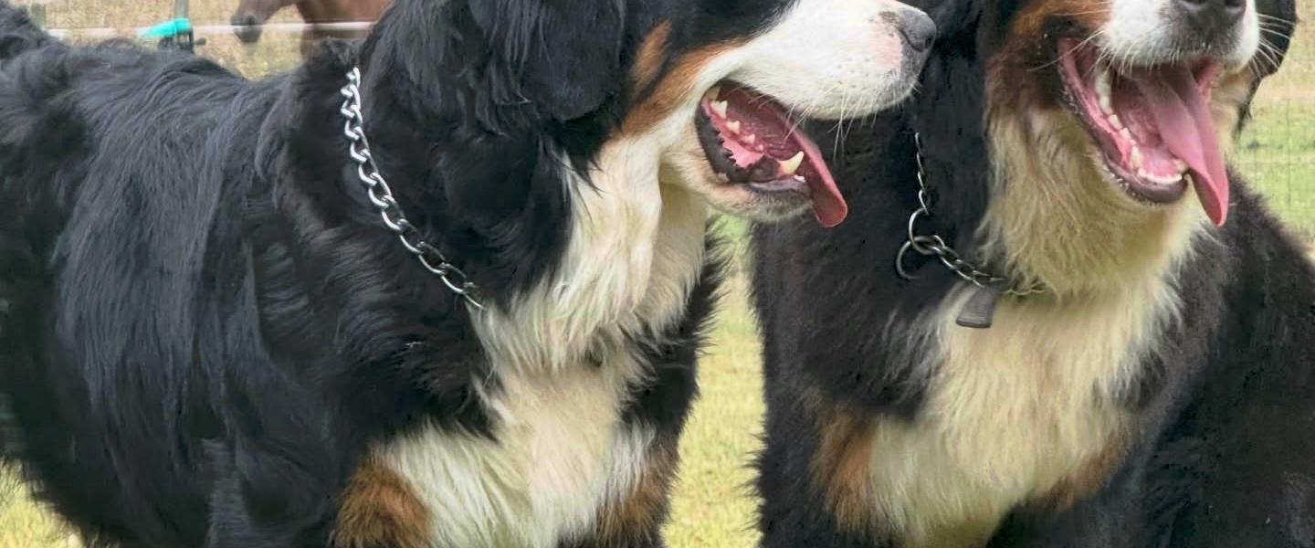 Two Bernese Mountain Dogs panting on green grass, with a horse in the background.
