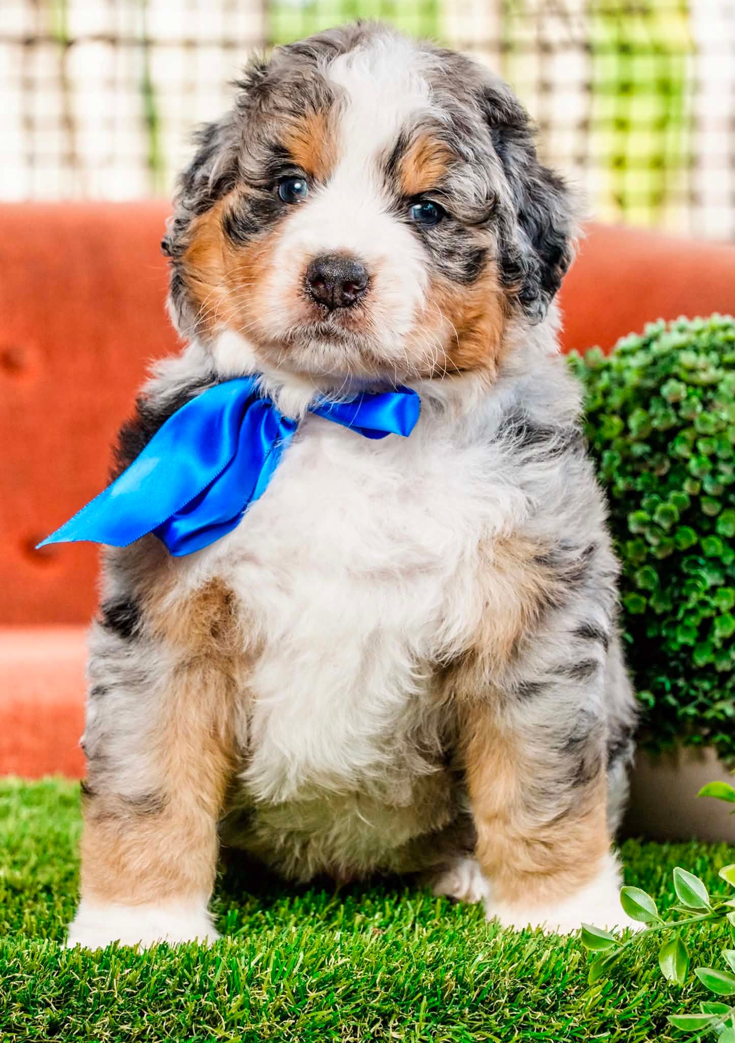 Standard Bernedoodle Waitlist Open Now, Waitlist has only opened a few days ago and all spots are almost gone