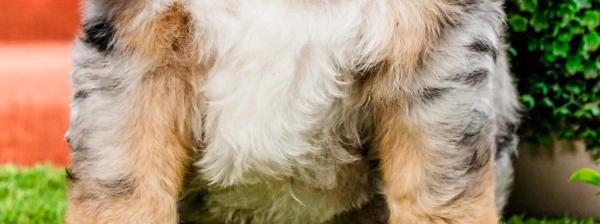 Standard Bernedoodle Waitlist Open Now, Waitlist has only opened a few days ago and all spots are almost gone
