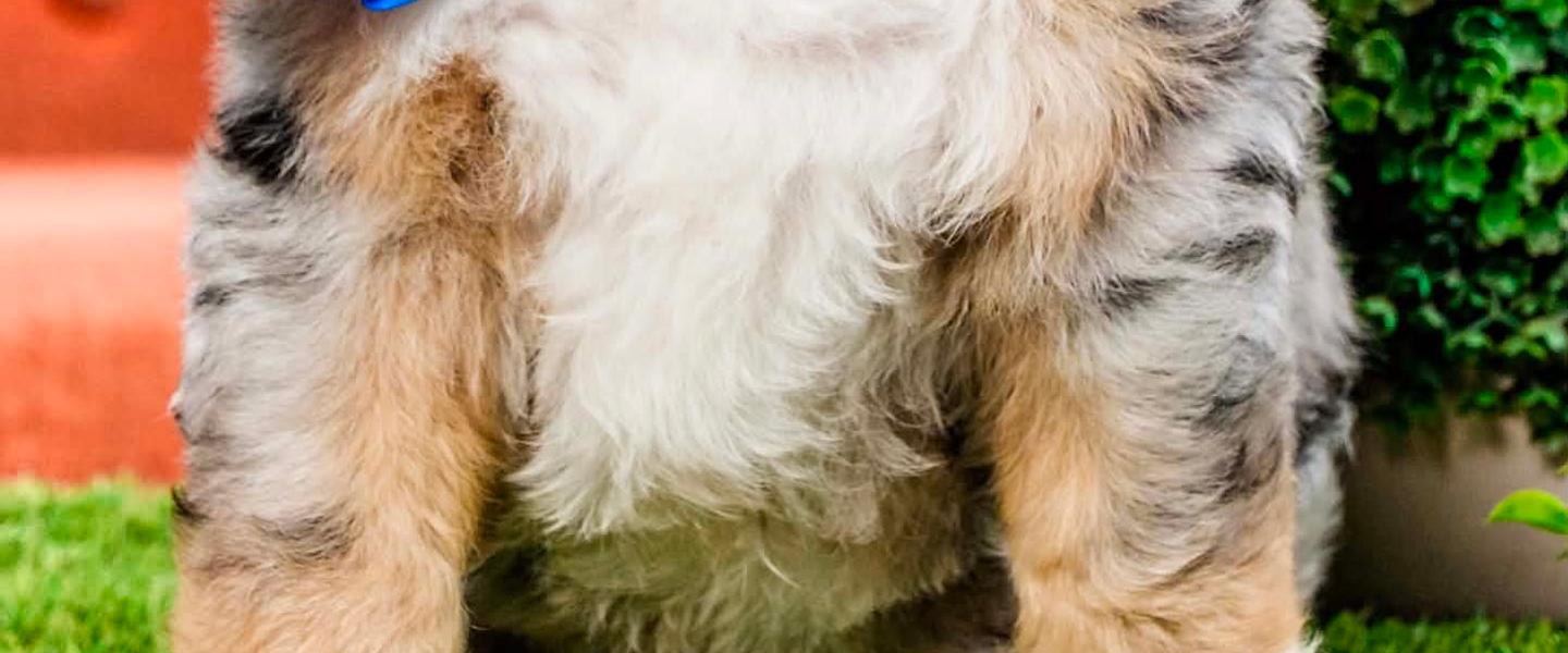 Standard Bernedoodle Waitlist Open Now, Waitlist has only opened a few days ago and all spots are almost gone