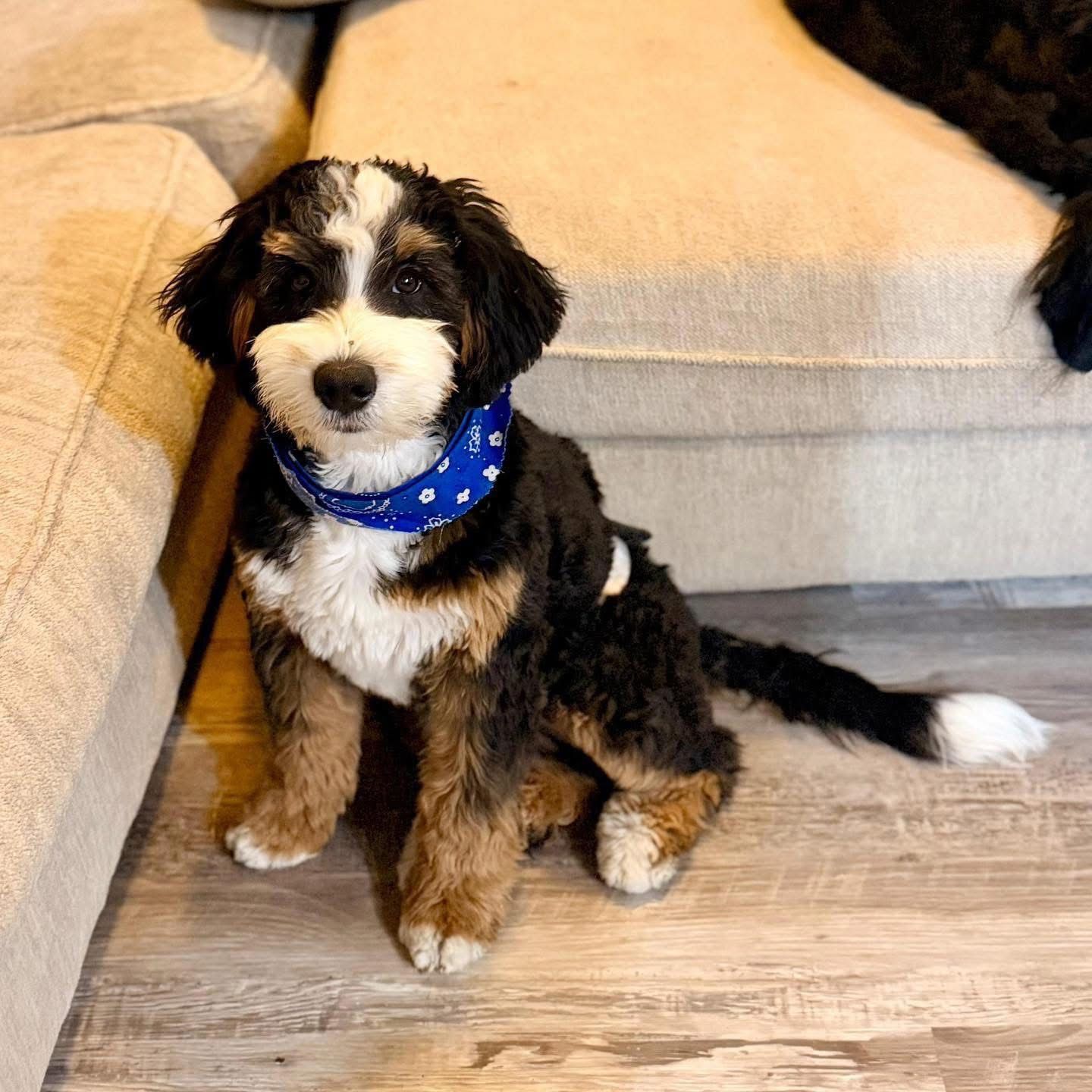 A tri-color Bernedoodle puppy wears a blue bandana.