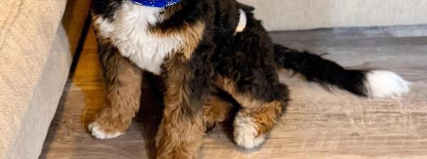 A tri-color Bernedoodle puppy wears a blue bandana.