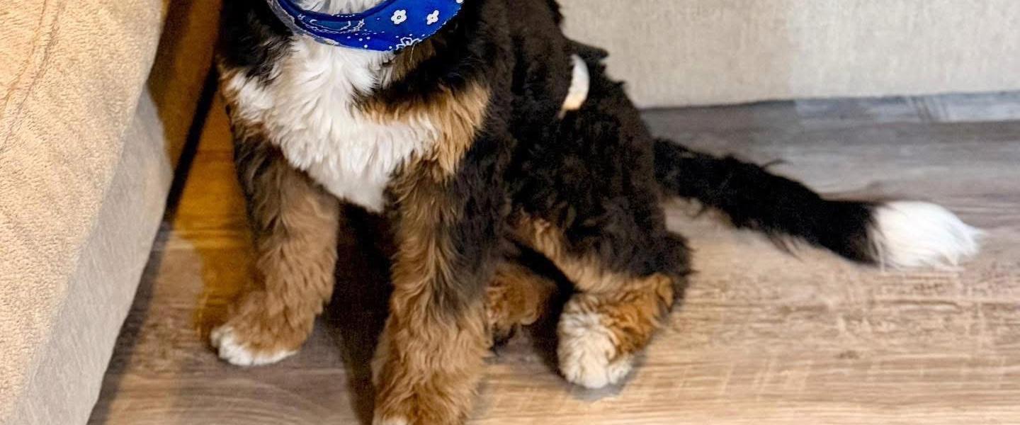 A tri-color Bernedoodle puppy wears a blue bandana.
