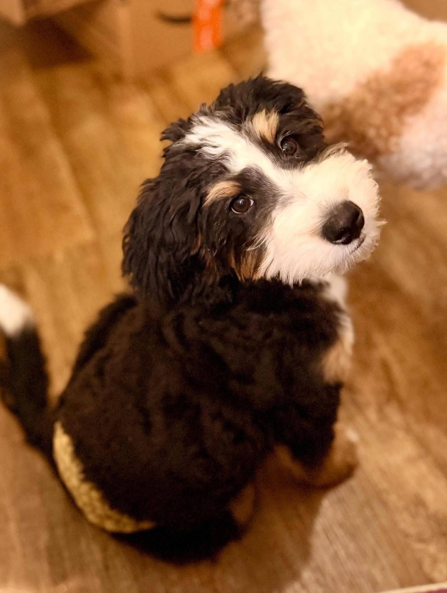 Our goal is to raise puppies who reflect the incredible qualities Bernedoodles are known for.