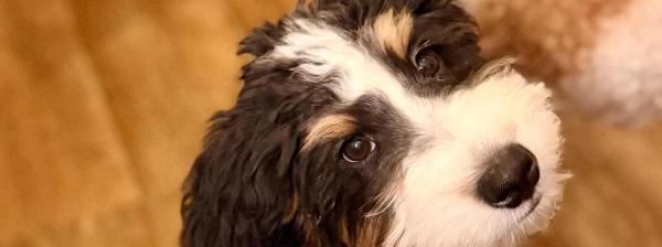 Our goal is to raise puppies who reflect the incredible qualities Bernedoodles are known for.