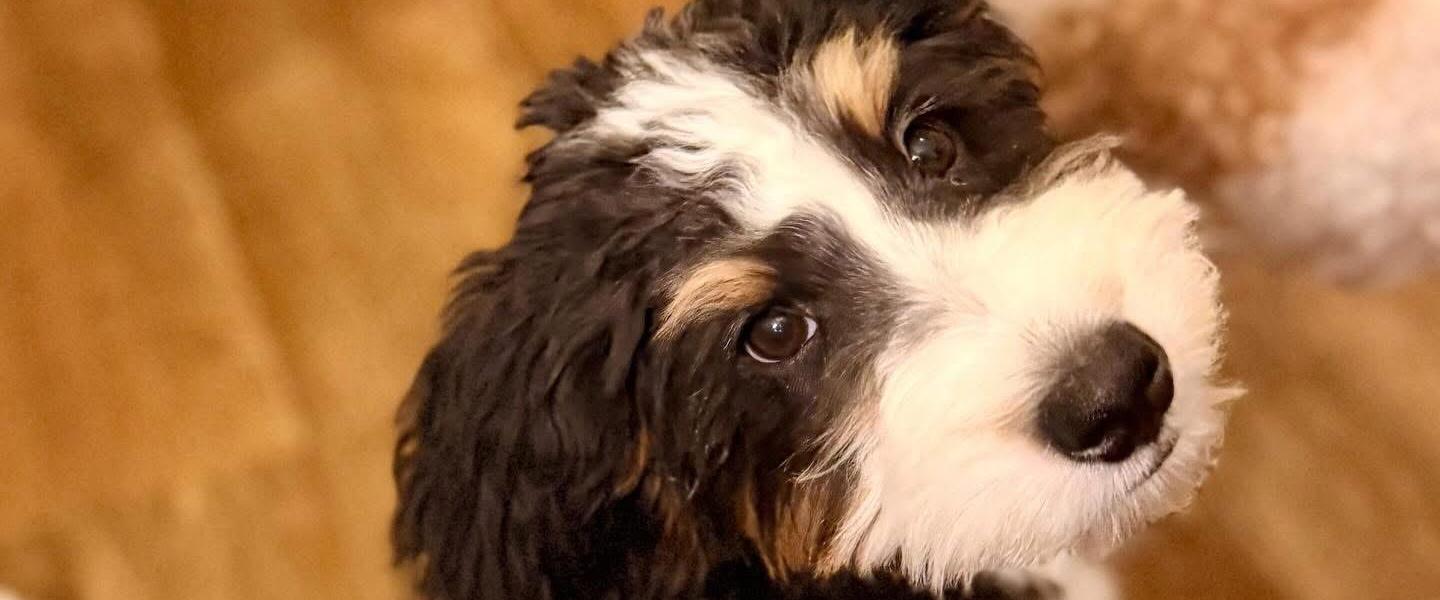 Our goal is to raise puppies who reflect the incredible qualities Bernedoodles are known for.