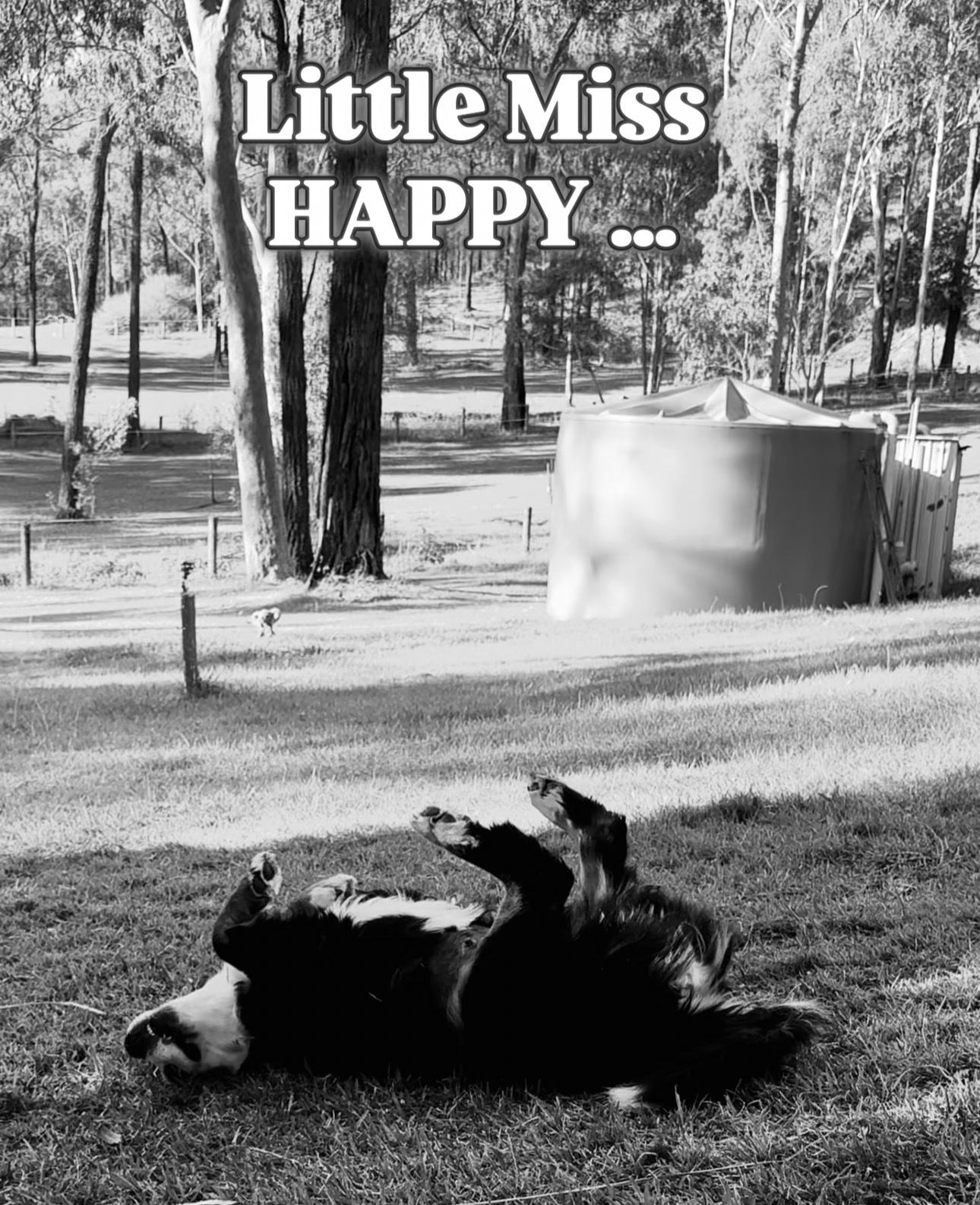 Happy, healthy, loving, social bernedoodle puppies