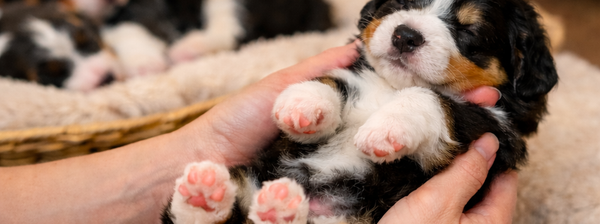 Learn how Early Neurological Stimulation (ENS) and our 10-Step Handling Program help raise confident, resilient Bernedoodle puppies at Bear-y Cute Bernedoodles Australia.