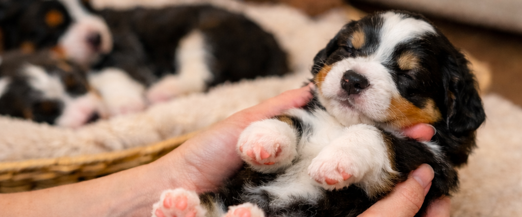 Learn how Early Neurological Stimulation (ENS) and our 10-Step Handling Program help raise confident, resilient Bernedoodle puppies at Bear-y Cute Bernedoodles Australia.