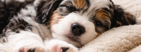 Medium Bernedoodle Puppies Brisbane | A Day in the Life of a Well-Raised Puppy