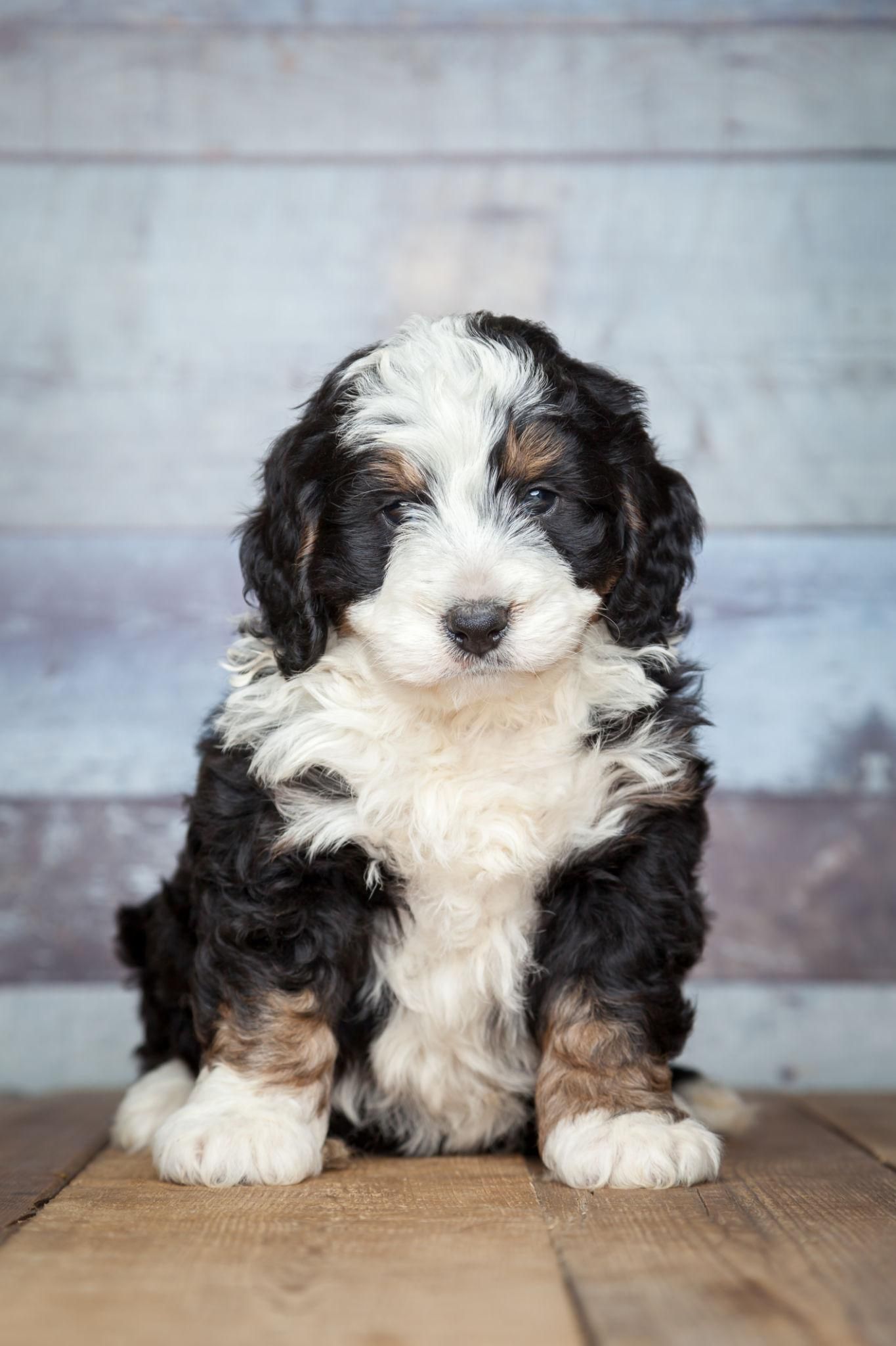 A fluffy black, white, and tan puppy sits looking forward.