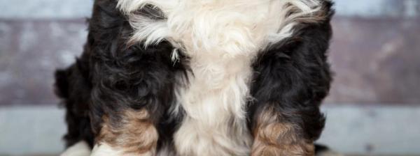 A fluffy black, white, and tan puppy sits looking forward.