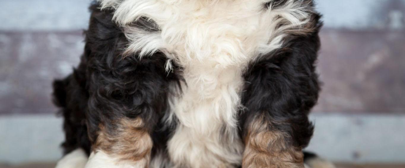 A fluffy black, white, and tan puppy sits looking forward.