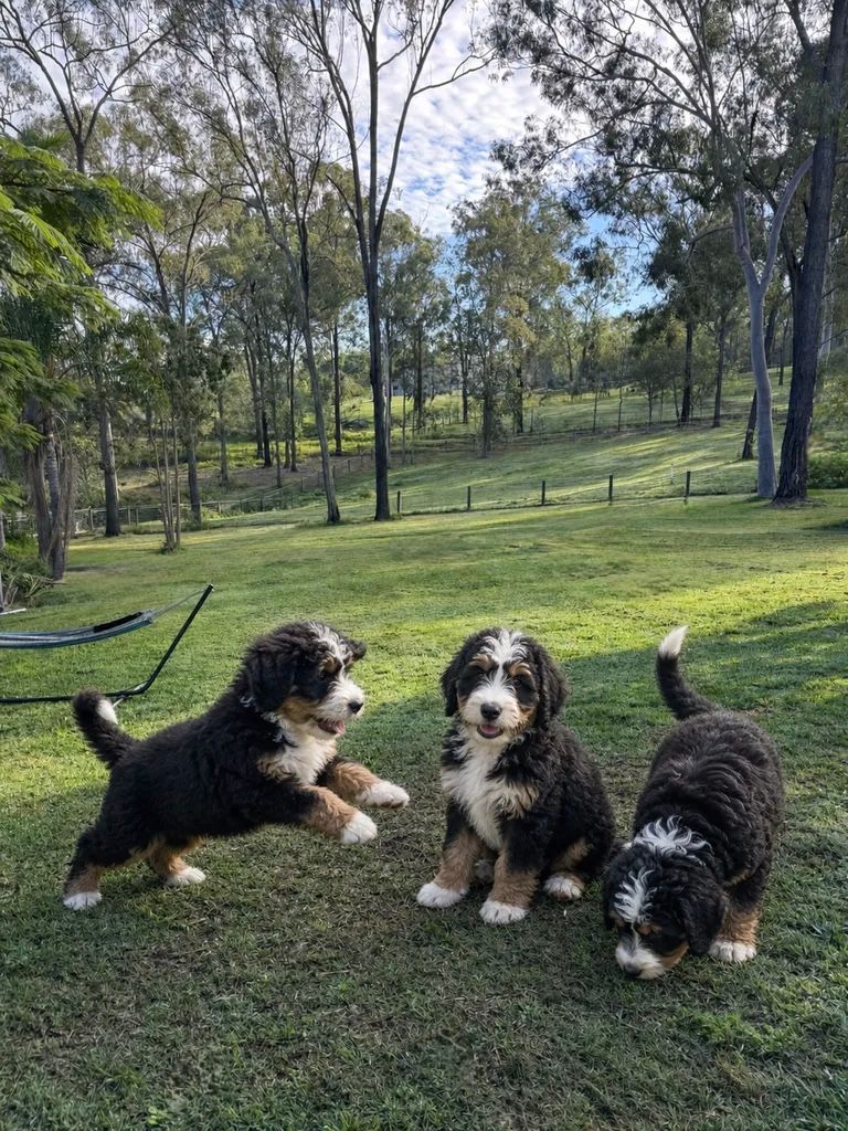 Bernedoodle puppies for sale Brisbane, Bernedoodle breeder Brisbane, Bernedoodle puppies Queensland, family-friendly dogs, low-shedding puppies, Bernedoodle puppies Australia.