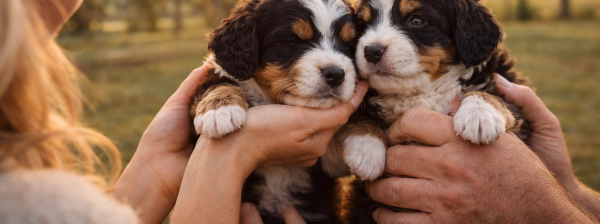 Bernedoodle puppies being gently handled for early socialisation at Beary Cute Bernedoodles Queensland Australia
