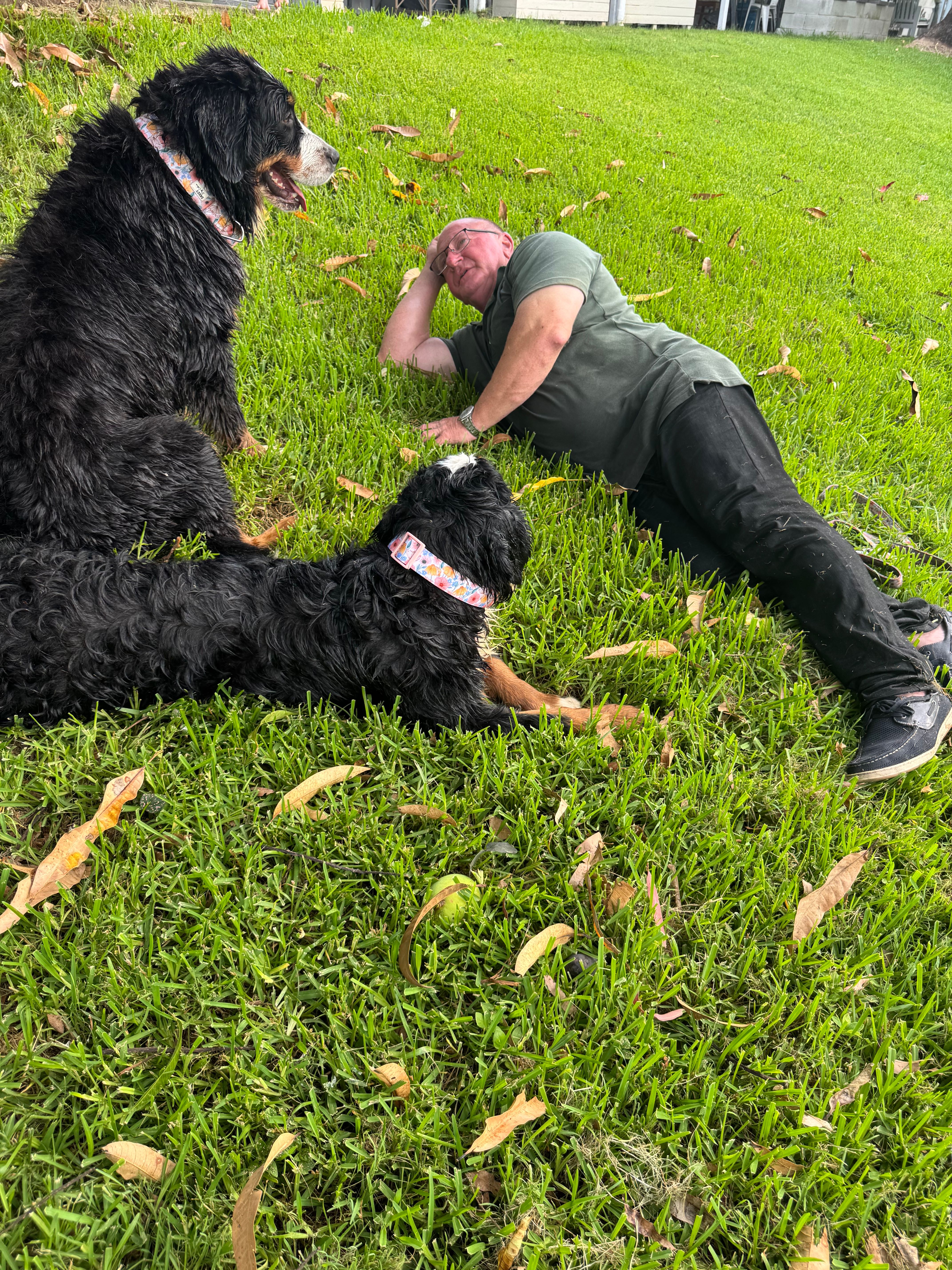 Ethical Breeders Are Invested in Every Puppy, bernedoodles in Queensland 