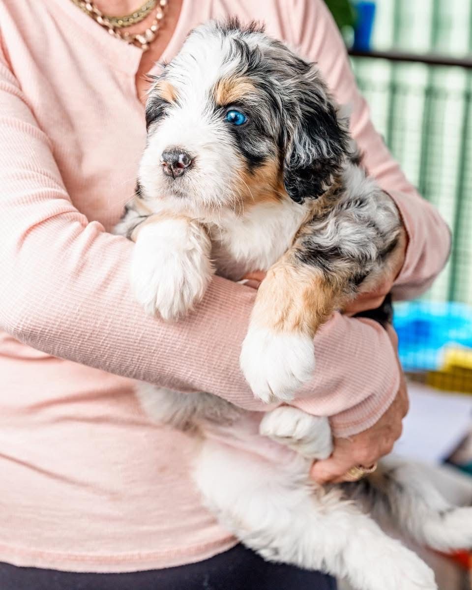 Stunning bernedoodle breeding In August 