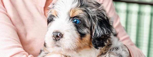 Stunning bernedoodle breeding In August