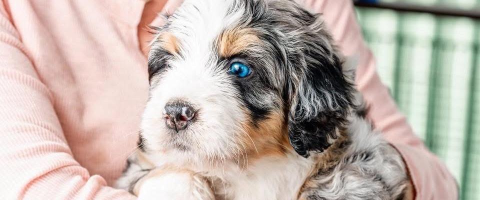 Stunning bernedoodle breeding In August