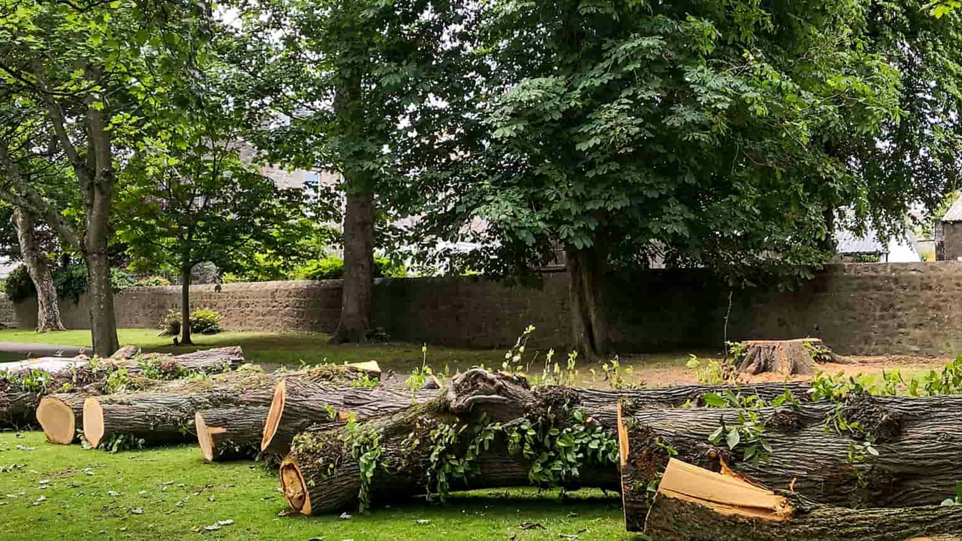 fallen trees