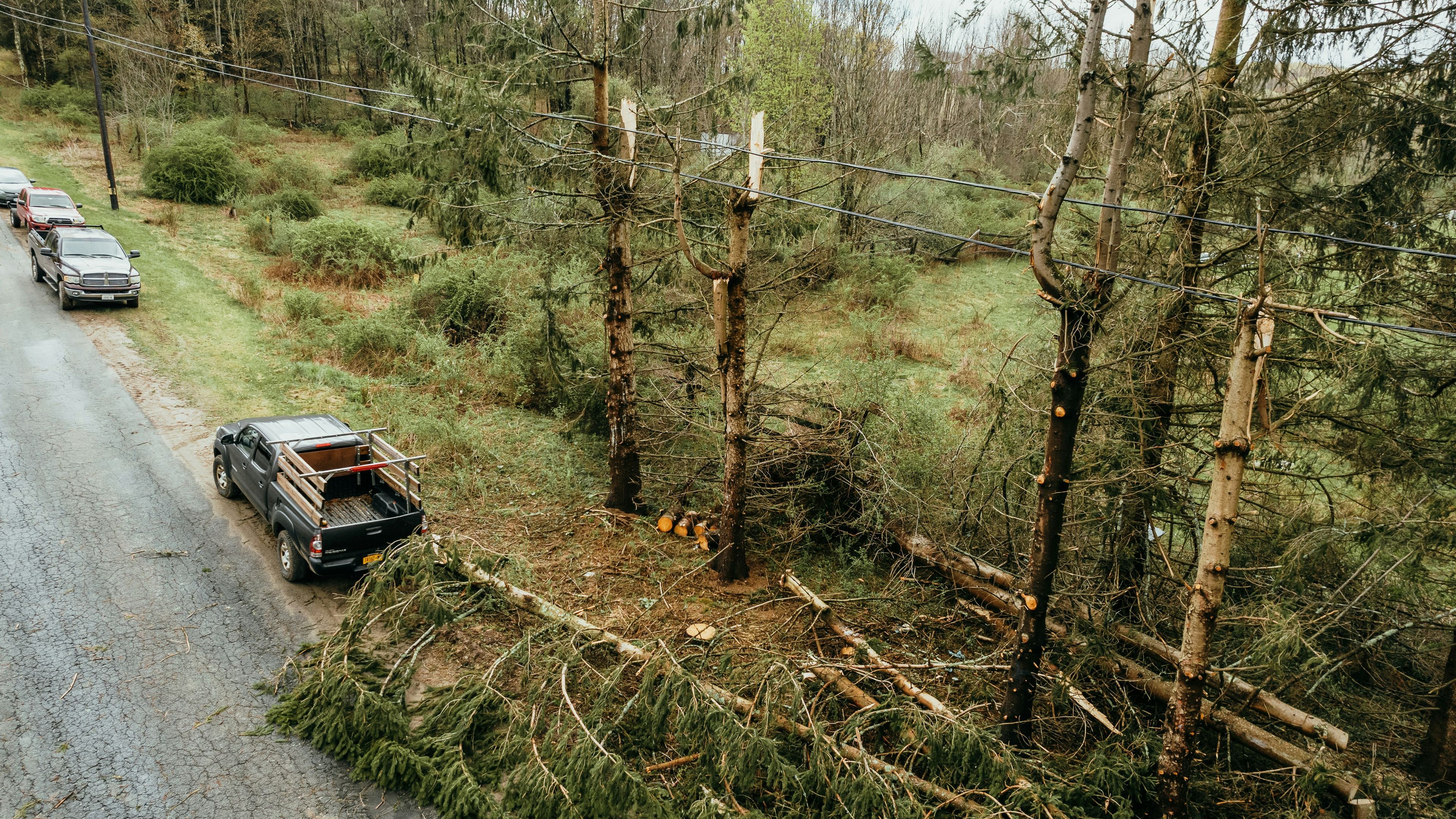 storm damage to trees