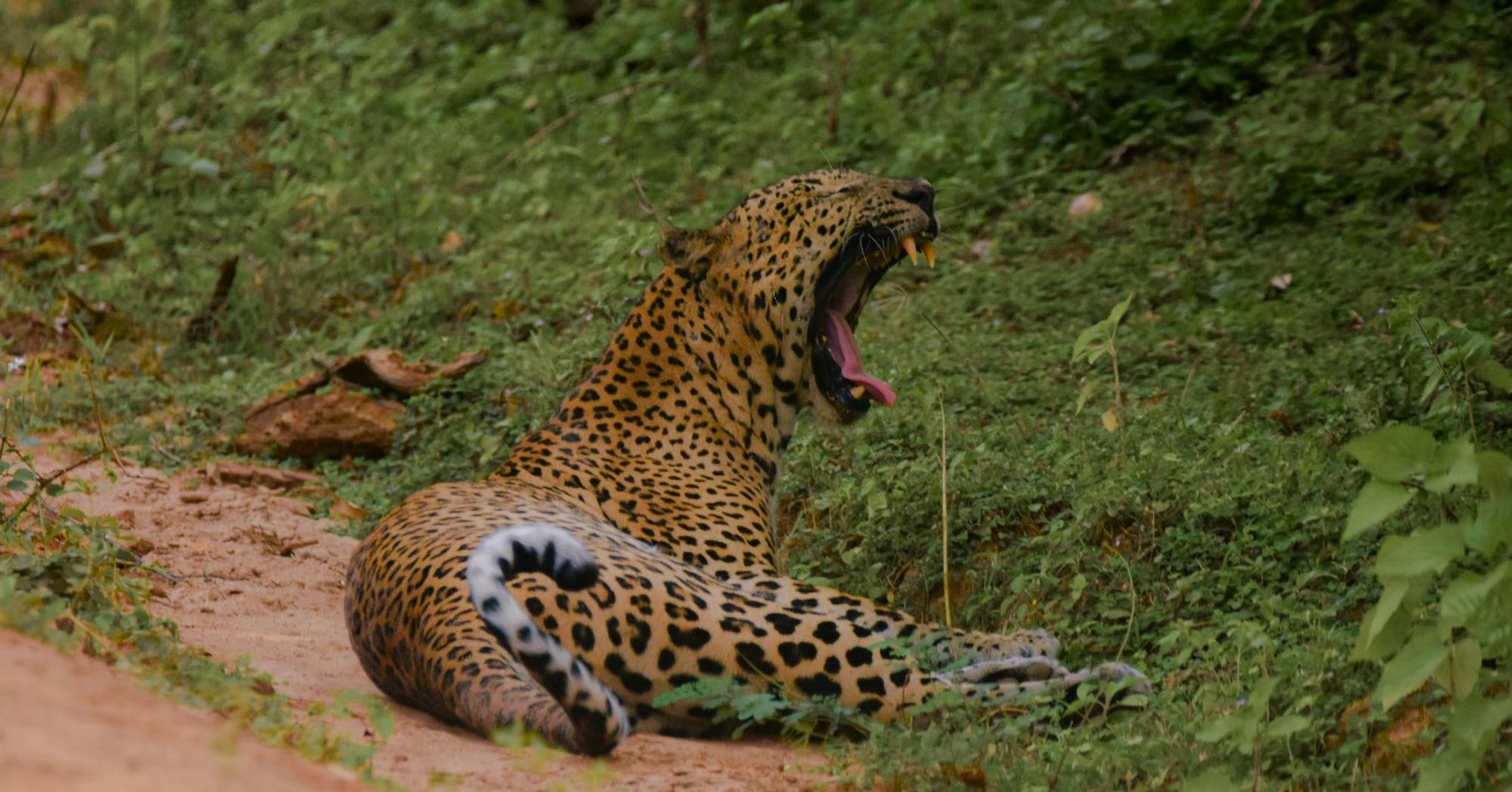 Wilpattu Wilderness Safari