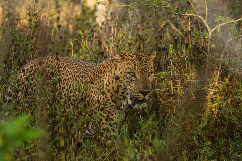 Sri Lankan leopard watching from the green scrub, Yala