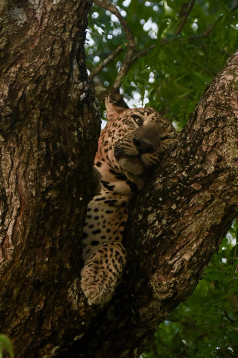 Sri Lankan leopard resting in the fork of a tree